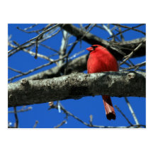 Cardenal rojo en una postal del árbol