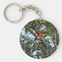 Cardenal septentrional de sexo masculino entre ram llavero