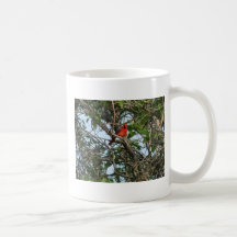 Cardenal septentrional de sexo masculino entre ram taza de café