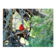 Cardenal septentrional de sexo masculino tarjetas postales