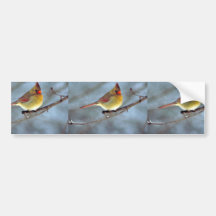 Cardenal septentrional etiqueta de parachoque