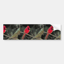 Cardenal septentrional etiqueta de parachoque