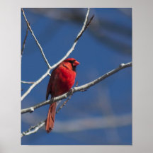 Cardenal septentrional posters