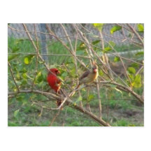 Cardenales Postales