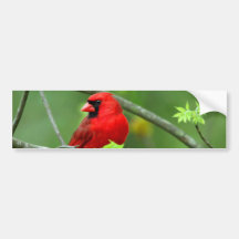 Cardenales septentrionales pegatina de parachoque