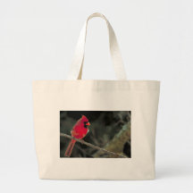 Cardinal Bolsa