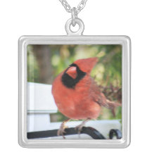 Cardinal Grimpolas