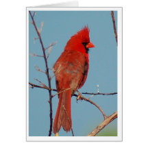 Cardinal Felicitación
