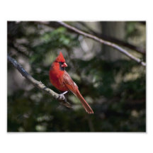 Cardinal Arte Fotográfico
