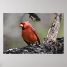 Cardinal Poster