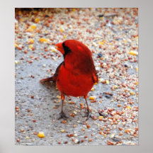 Cardinal Poster