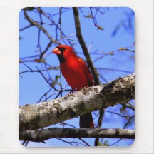 Cardinal Tapetes De Ratones