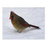 Cardinal Tarjeta Postal