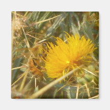 Cardo de la abeja y de la estrella (solstitialis d imán de frigorifico