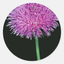 Cardo de Tejas (texanum del Cirsium) Etiqueta