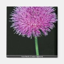Cardo de Tejas (texanum del Cirsium) Imán De Frigorífico