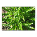 Cardo de Welted Tarjeta