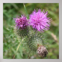 Cardo en la floración impresiones