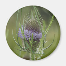 Cardo Imanes Para Frigoríficos