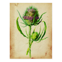 Cardo salvaje - sylvestris del Dipsacus Tarjeta Postal