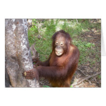 Caridad de la fauna de las canciones del orangután tarjetas