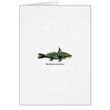 Carita septentrional - Roundhead - pescadillas Tarjeta