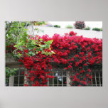 Carmel en la floración posters