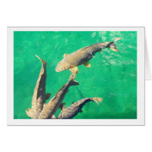 Carpa Tarjeton