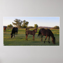 Carretera Horsies Posters