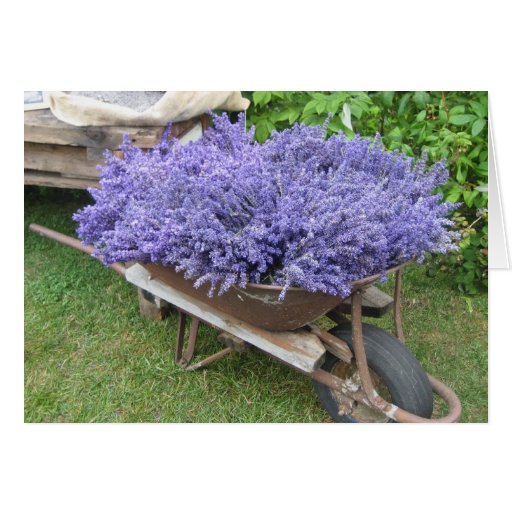 Carretilla llenada lavanda felicitación