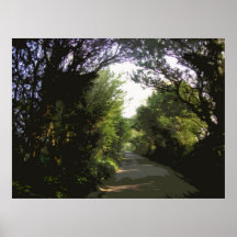CARRIL FRONDOSO DE NORFOLK IMPRESIONES