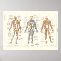 Carta francesa 1800's del vintage de la anatomía d posters
