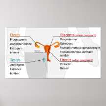 Carta reproductiva humana de las hormonas del sist poster