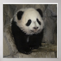 Cartel adorable de la panda posters