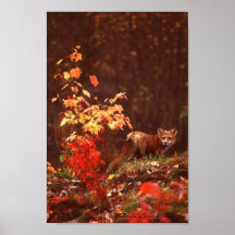 Carteles del Fox rojo del otoño Posters