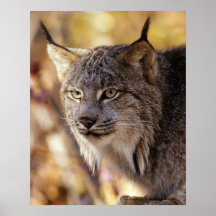 Carteles del gato del lince impresiones