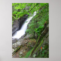 Cascada y Wildflower de Columbine Posters