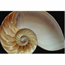 Cáscara magnífica del nautilus esculturas fotográficas