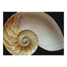 Cáscara magnífica del nautilus invitación personalizada