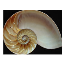 Cáscara magnífica del nautilus postales