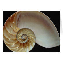 Cáscara magnífica del nautilus tarjetón