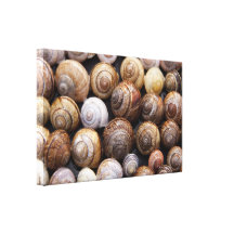 Cáscaras del caracol impresión de lienzo