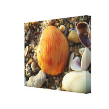 ¡Cáscaras del mar por la costa! Lona Envuelta Para Galerias