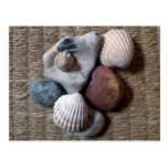 Cáscaras en seagrass postales
