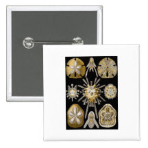 cáscaras y oro de las piezas pins