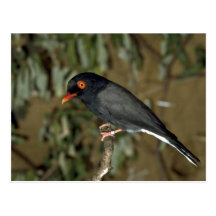 Casco Shrike de Redbilled Postales