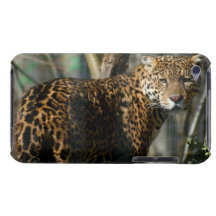 Caso de iTouch de la foto de Jaguar iPod Case-Mate Funda