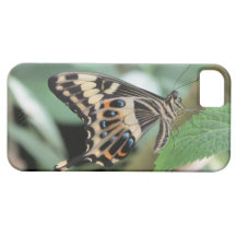 Caso del iPhone 5 de la mariposa de Swallowtail de iPhone 5 Fundas