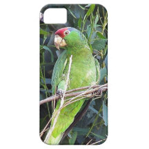 Caso del iPhone 5 del pájaro del loro iPhone 5 Funda