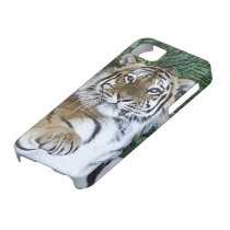 Caso del iPhone 5 del tigre siberiano cárcasas casemate